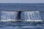 Whale and dolphin watching adventure tour in Orange County