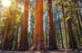 Sequoia and Kings Canyon National Park self-guided driving audio tour
