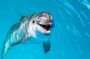 Dolphin encounter at Atlantis Dubai