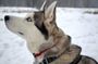 Husky sledge ride in Rovaniemi