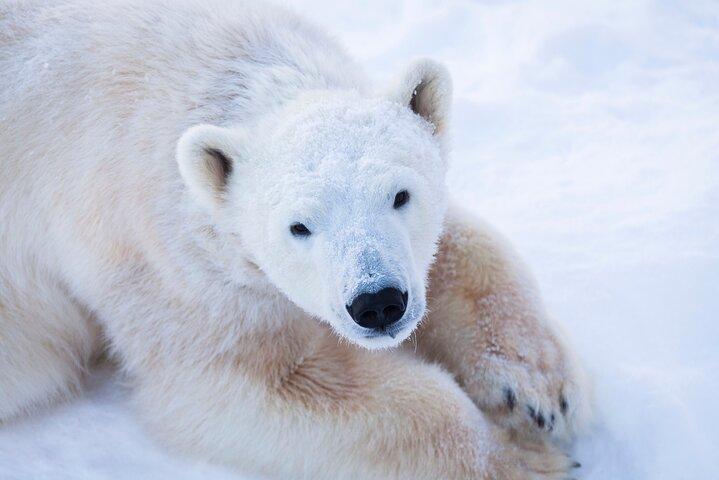 Arctic Wildlife: Guide to the Unique Animals of the Arctic